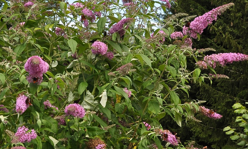 Image 8: 3 cespugli delle farfalle Buddleja