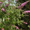 Image 8: 3 cespugli delle farfalle Buddleja