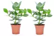 Lot de 2 ou 4 plantes Clusia rosea 'Princess' - Image 6