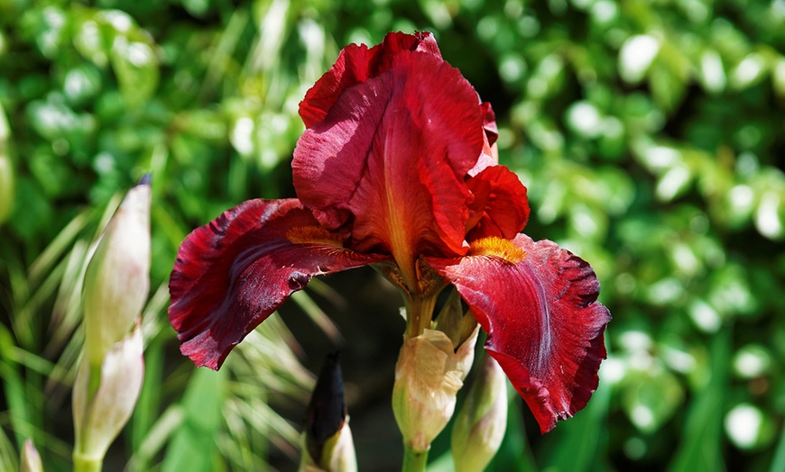 Image 7: Up to 10 Rhizomes of Iris Re-Blooming Collection