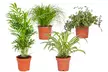 4 plantas mixtas de interior o para mascotas - Second Medium