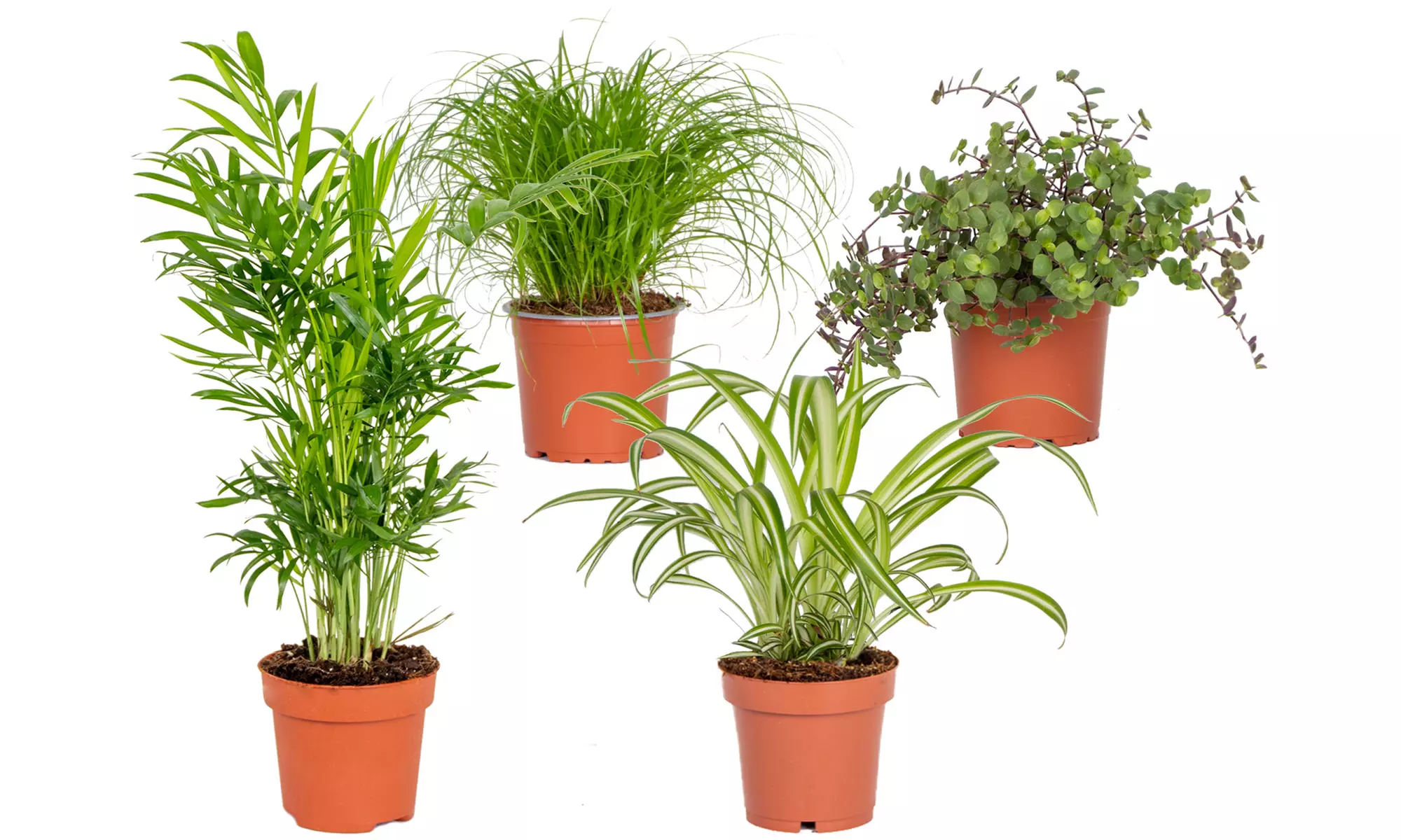 4 plantas mixtas