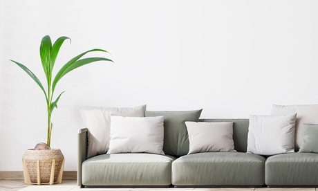 1 o 2 palme da cocco