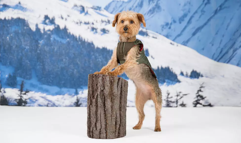 Eddie Bauer Quilted Hunting Dog Jacket - Primary Image