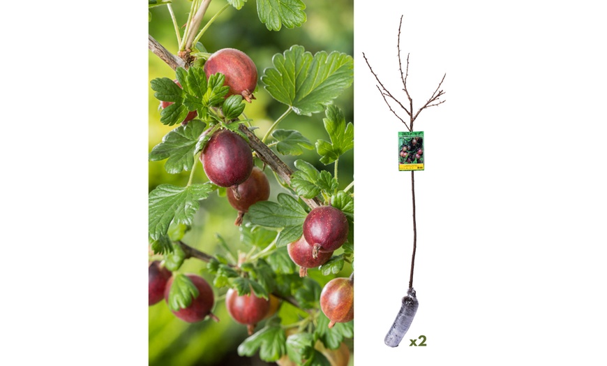 Image 5: Lot de 2 ou 4 plants de baies variées