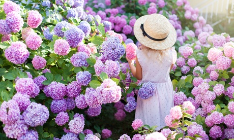 1 o 3 piante di ortensia disponibili in 3 colori