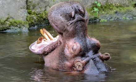 1 entrée enfant — Valable du 29 mars au 11 novembre 2025 - Zoo de Maubeuge (France)
