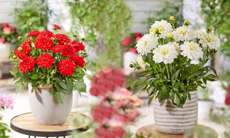 3 piante XL di dalia con colori assortiti