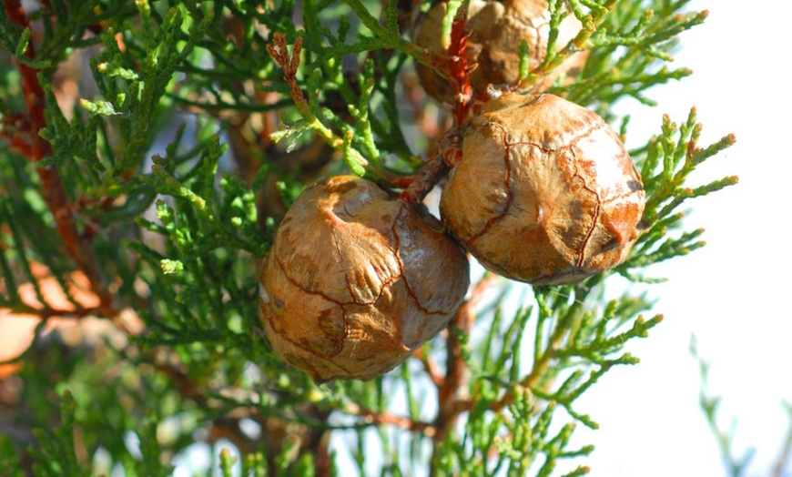 Image 5: Italian Cypress Hardy Tree Potted Plants