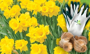 40 Golden Favourite Daffodils Bulbs and Gardeners Advantage Gloves Set