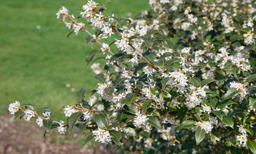 Up To 53% Off Osmanthus Burkwoodii Shrub | Groupon