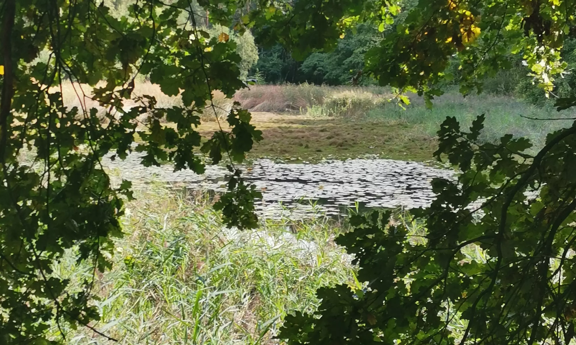 Alpaka- und Lama-Wanderung