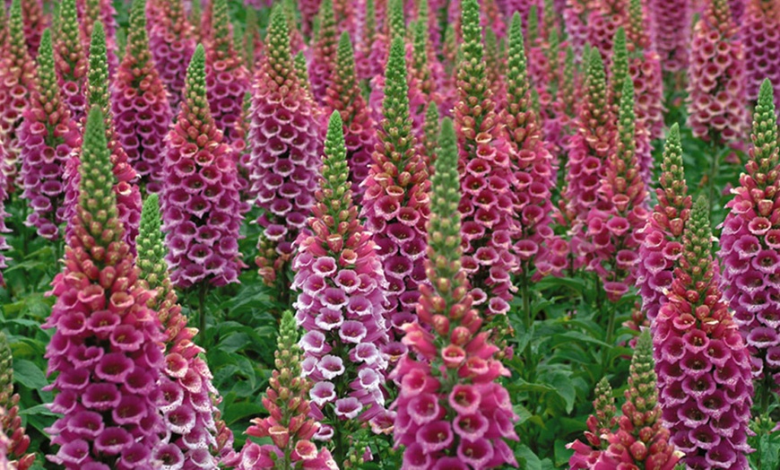 Image 1: 5 or 10 Foxglove Candy Mountain Plug Plants