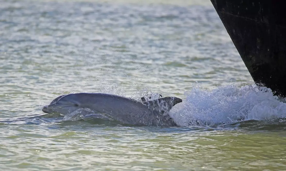 Dolphin Boat Tours from BayWatch Dolphin Tours (Up to 30% Off). Four Options Available. - Primary Image
