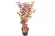 Érables palmés acer palmatum, différentes variétés disponibles - Image 2