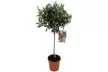 1 o 2 arbustos olivos con maceta incluida - Second Medium