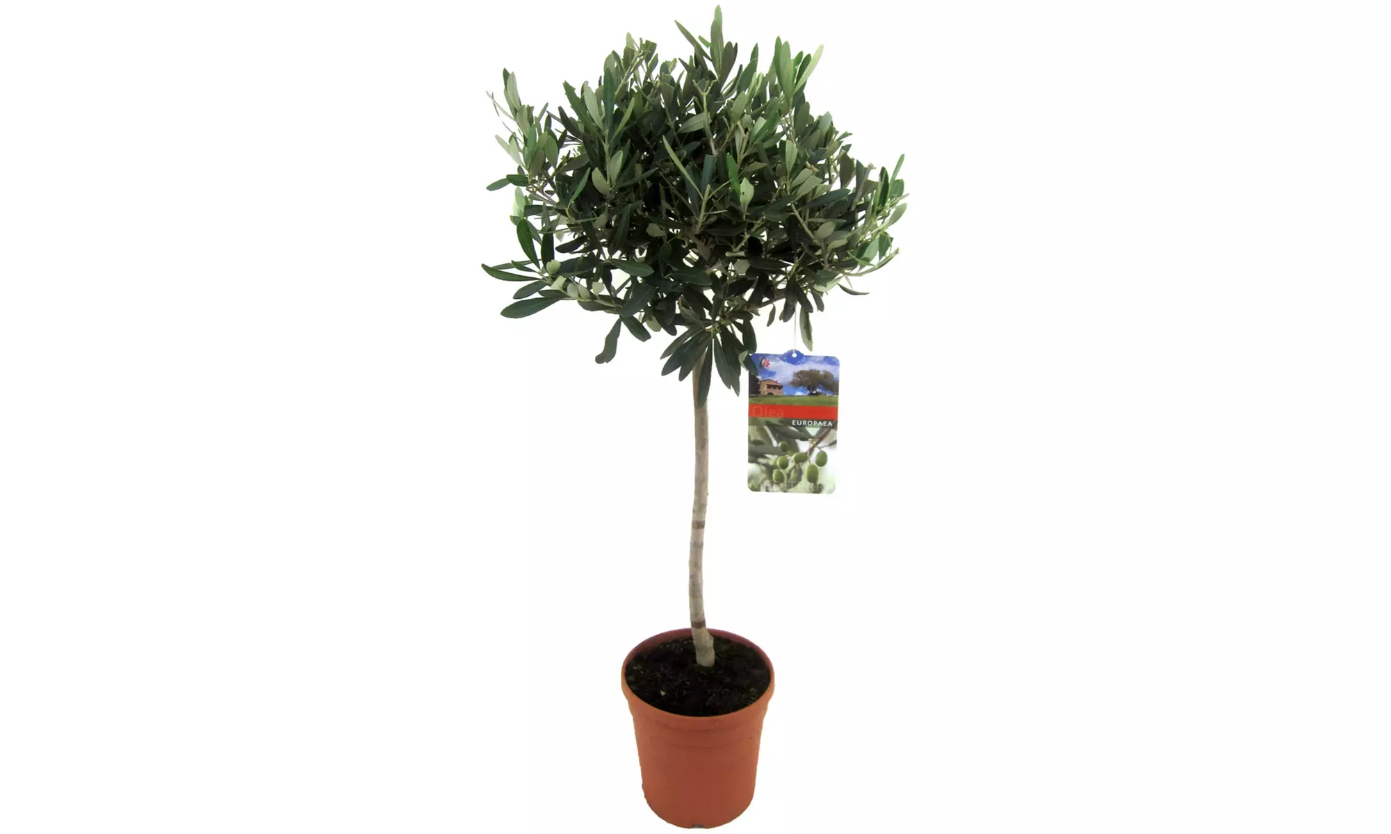 1 o 2 arbustos de olivos