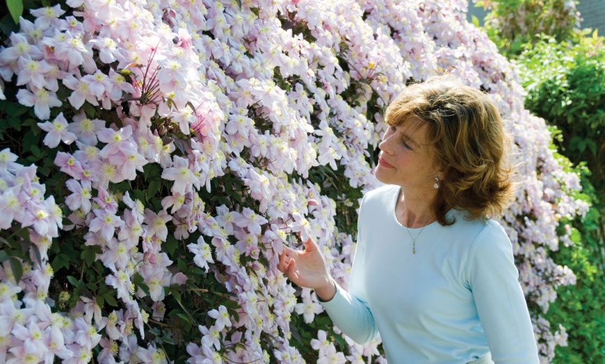 Image 1: 1, 2 or 3 Clematis Montana 'Mayleen' Plants