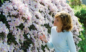 1, 2 or 3 Clematis Montana 'Mayleen' Plants