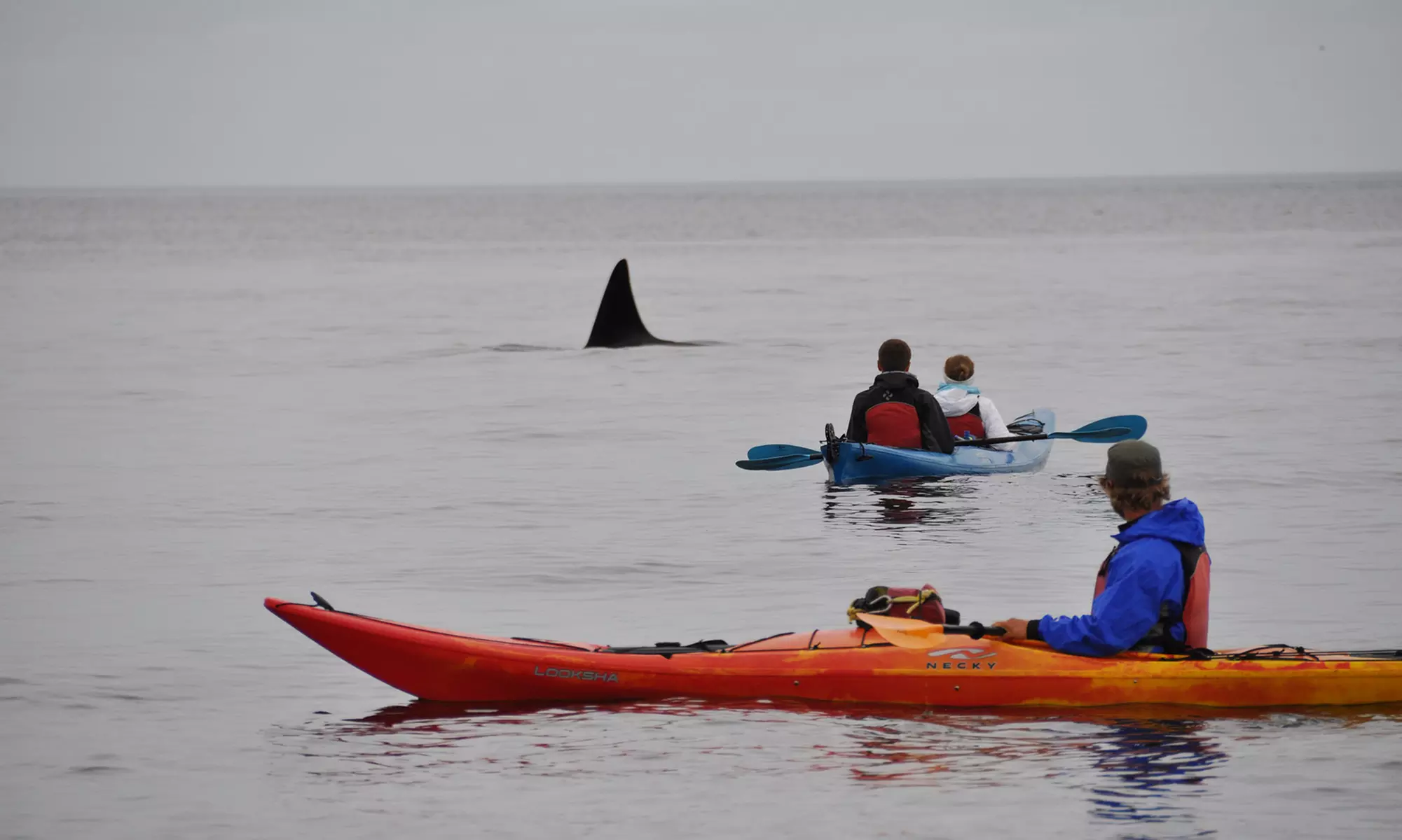 $59 for Guided Three-Hour Kayak Tour of Point Doughty for One from Outer Island Excursions ($79 Value) - Primary Image