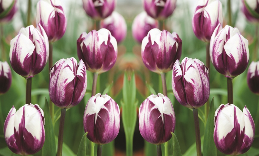 Image 3: Tulip and Muscari 'Purple Rain Mix' - 20 or 40 Bulbs