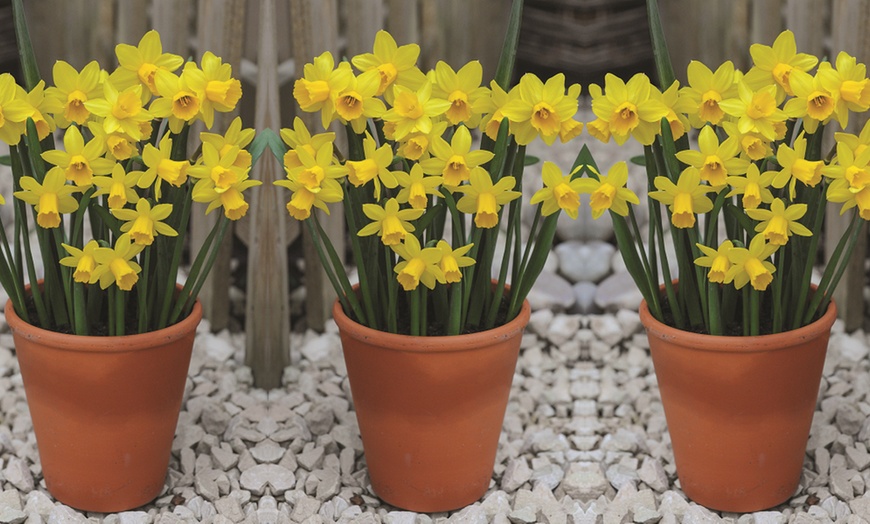 Image 4: Up to 100 Bulbs of Miniature Yellow Daffodils 