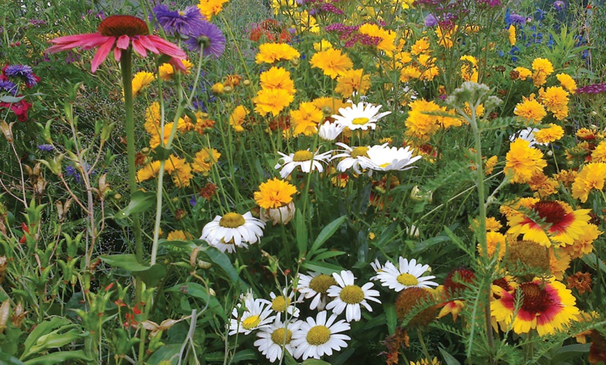 Image 11: Cottage Garden Plug Plants
