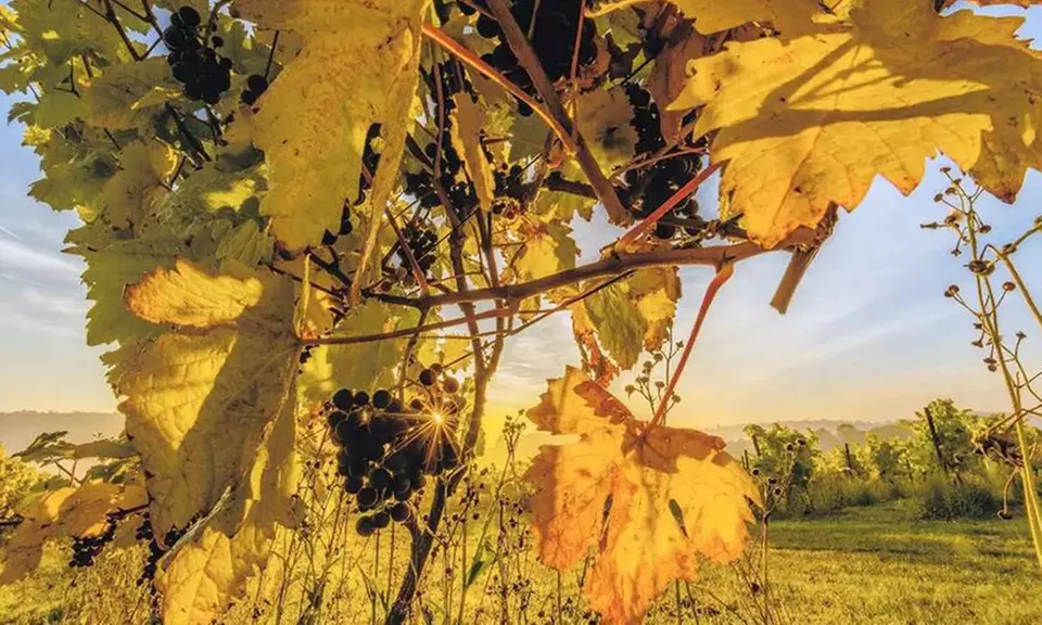 Wine Lovers’ Escape: Indoor Classic Wine Experience for 1, 2, or 4