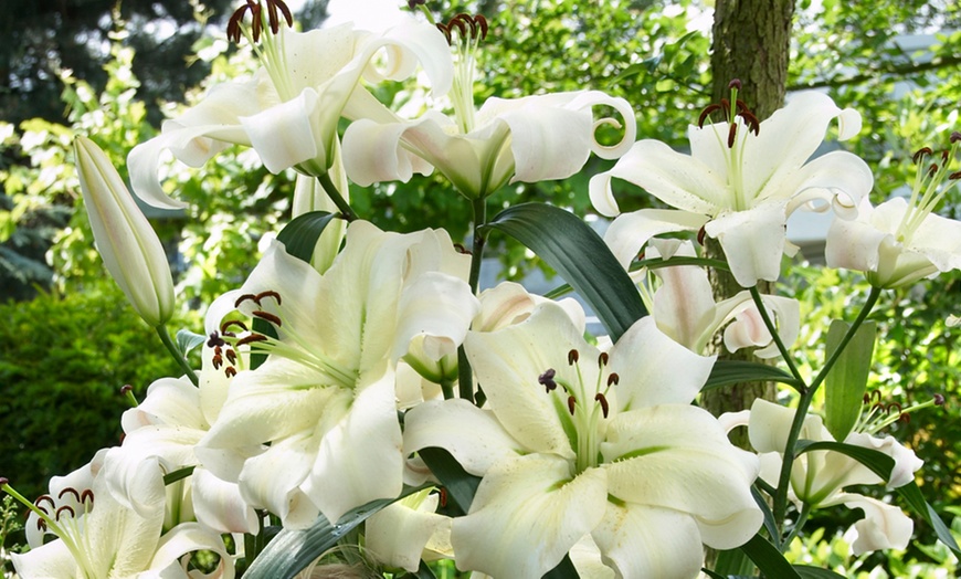 Image 3: Tree Lily ‘Pretty Woman’ - Buy 5, 10 or 20 Bulbs