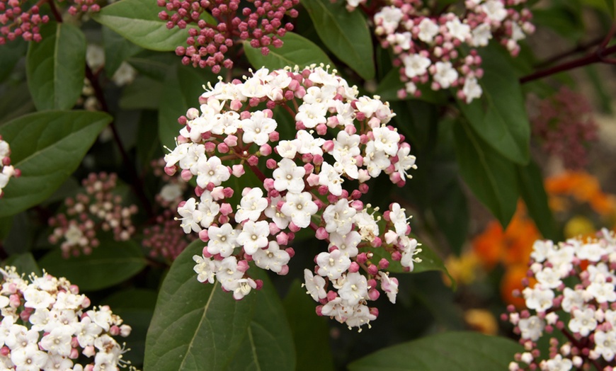 Image 1: Viburnum Tinus 2L Pot