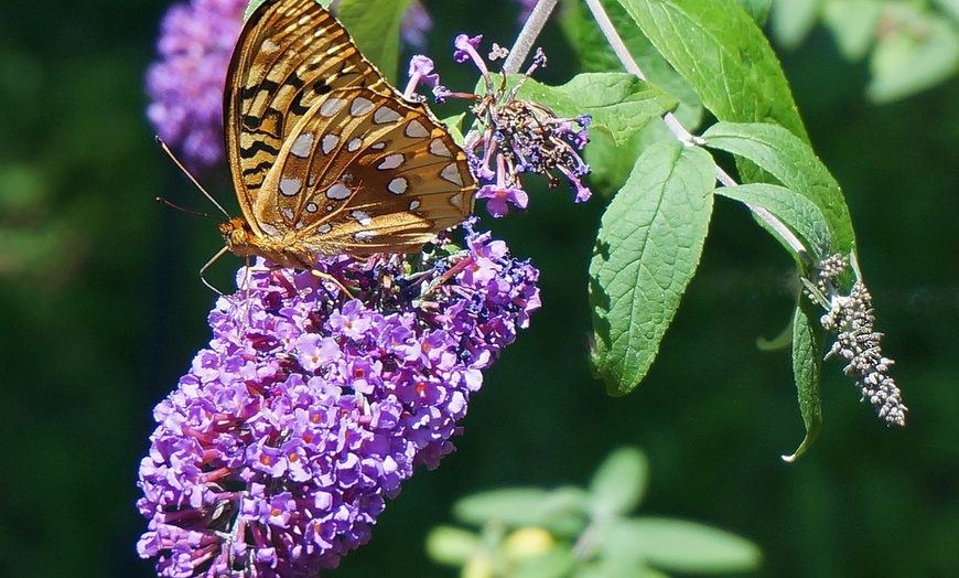 Image 3: Arbusto de las mariposas