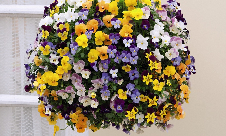 Image 2: Pansy Waterfall Mixed - 24, 48 or 72 Plants