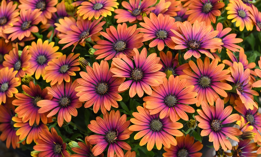 Image 7: One, Three or Six Osteospermum 'Purple Sun' Plants