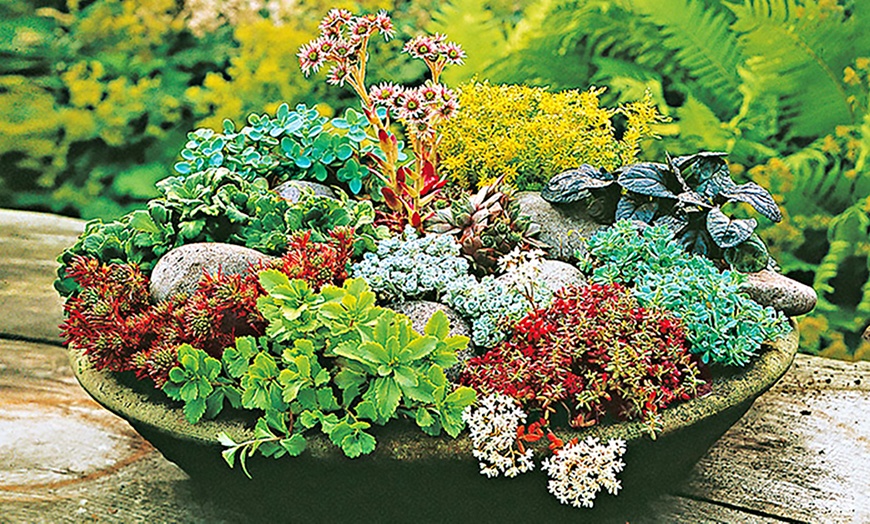 Image 1: Hardy Sedum Plant Mixture