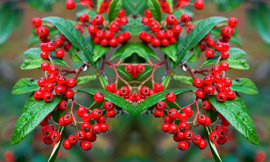 Weeping Cotoneaster in 3-Litre Pot | Groupon