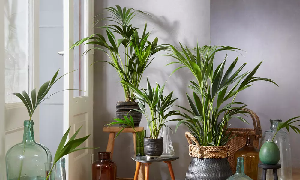 1 of 2 Howea Kentia palmen met luchtzuiverende werking