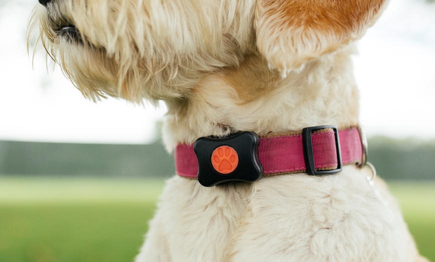 Image 1: PitPat Dog Activity Monitor