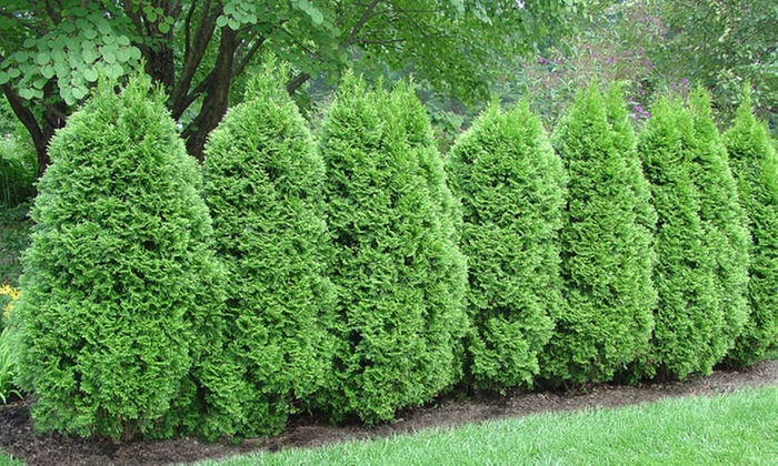 Pre-Order: American Arborvitae Hedge Bare Roots (5-, 10-, or 15-Pack ...