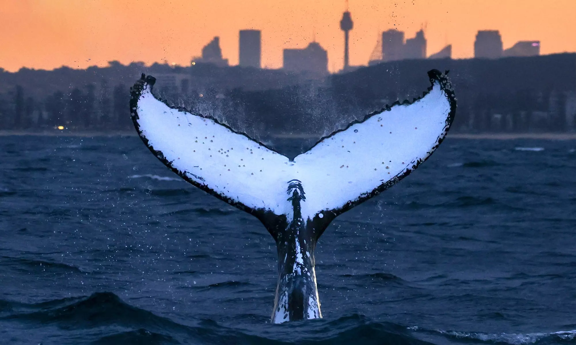 Barefoot Whale Watching Sydney: Three-Hour Tour for Child or Adult