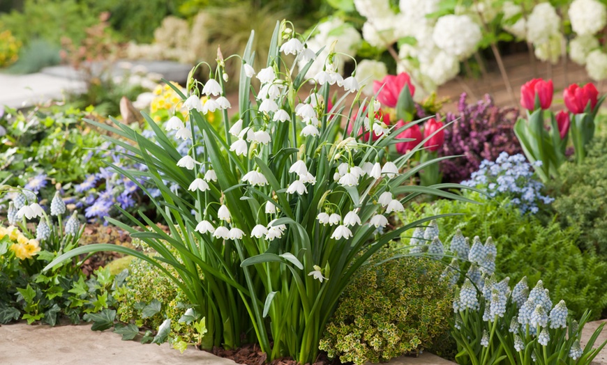 Image 9: Fino a 50 bulbi di Freesia, Galanthus, Leucojum o Scilla