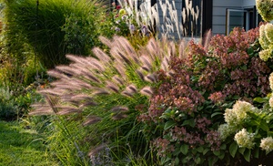 Up to Three Mixed Perennial Grasses Plants 9cm