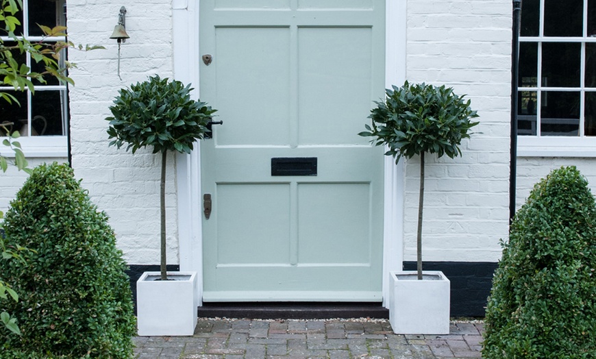 Image 3: One or Two Bay Tree Standard Pots with Optional Planters