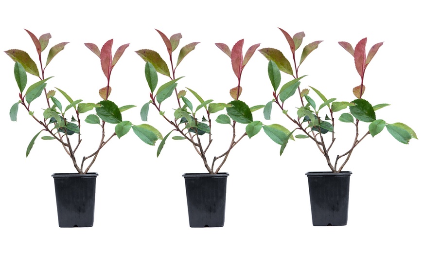 Image 8: One, Two or Three Photinia Fraseri 'Red Robin' Plants