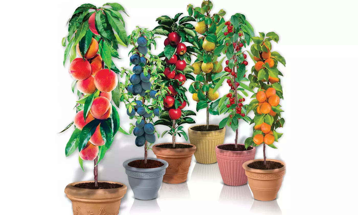 Packung mit 6 Säulenobstbäume - Obstbaum - 80 CM hoch - Primary Image