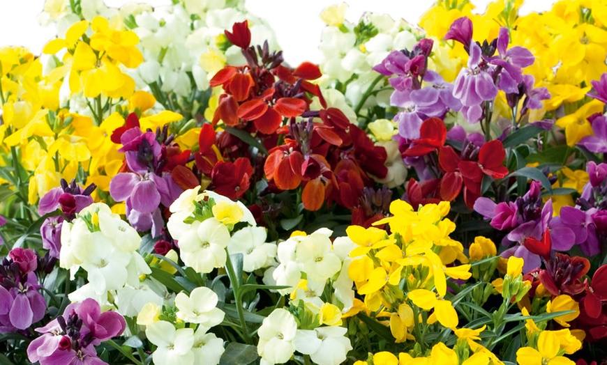 Image 4: 15 or 30 Wallflower Sugar Rush Mixed Hardy Plants