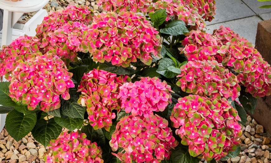 Image 1: Hydrangea Rembrandt 'Rosso Glory' - 1, 3 or 5 Potted Plants