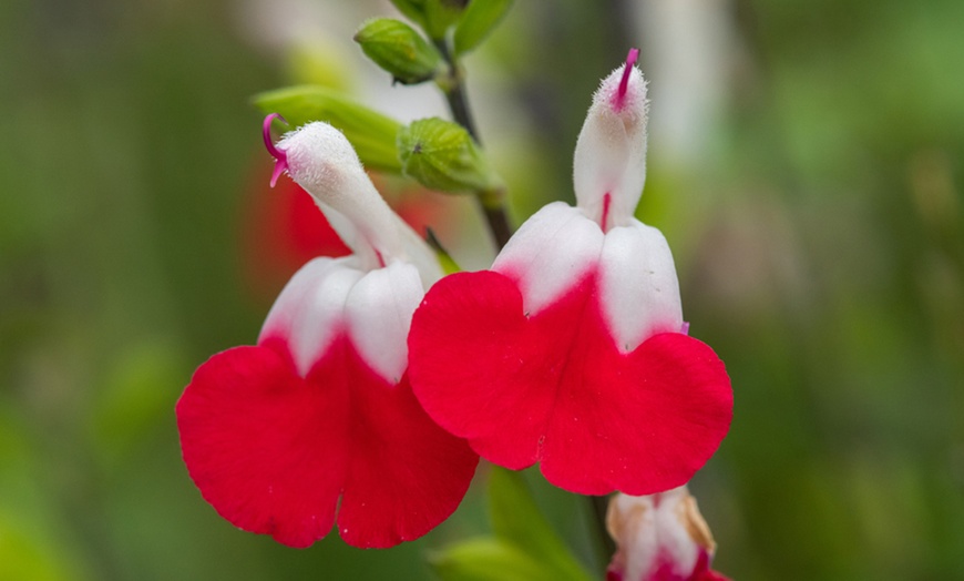 Image 3: Three or Six Salvia Neon Collection Plants 