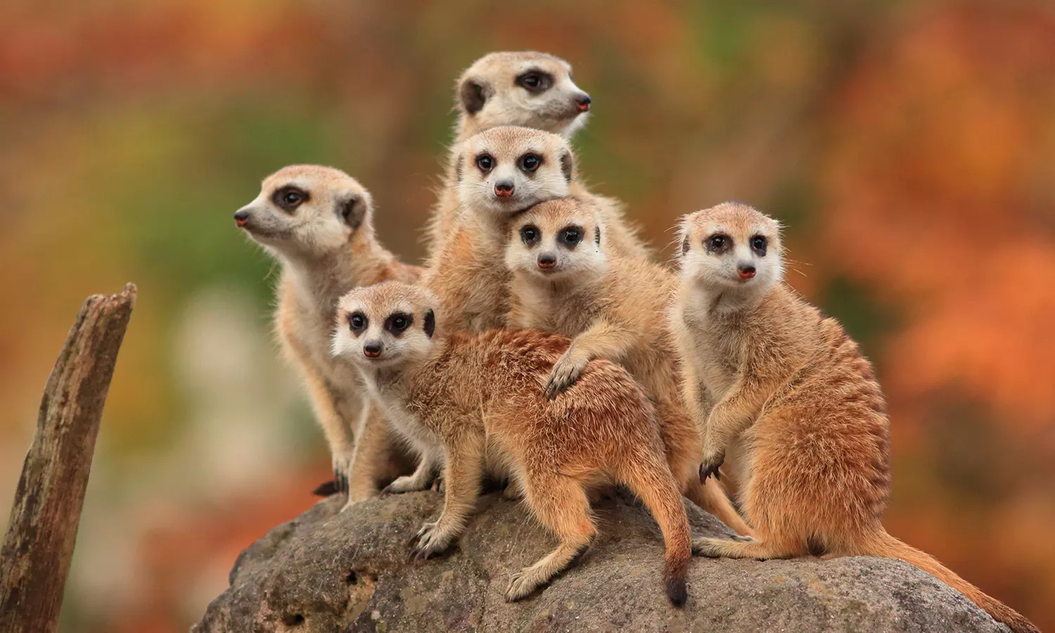 Entrada de un día para niño o adulto en Terra Natura Murcia