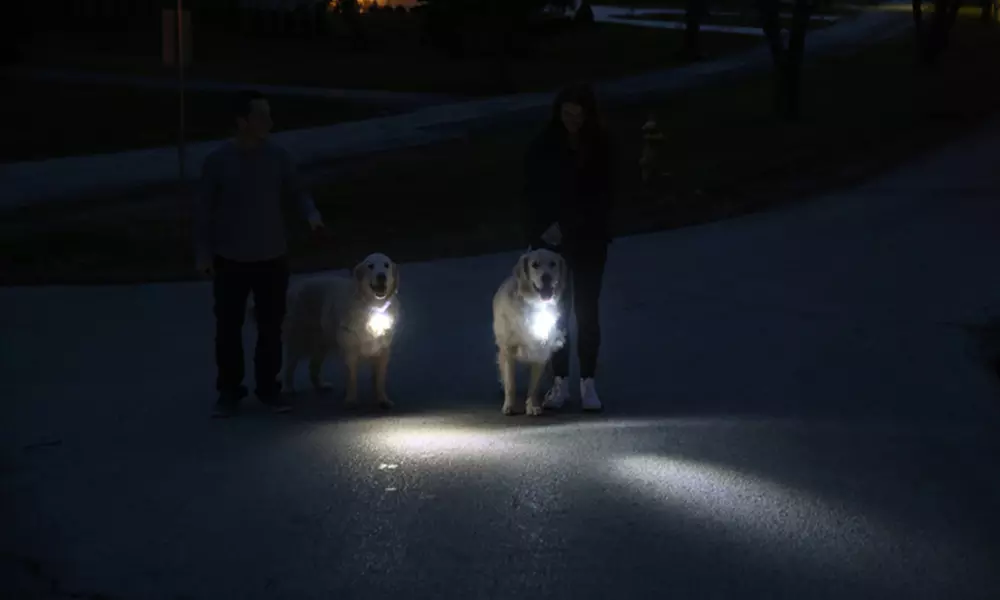 PupLight Safety Flashlight for Dogs - Primary Image