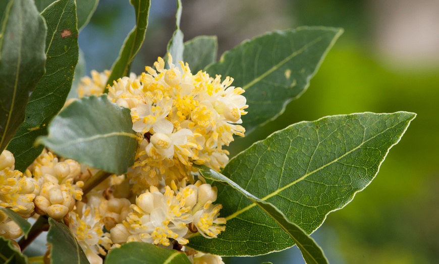 Laurier "Laurus Nobilis" | Groupon